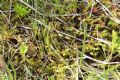 Lycopodiella inundata
